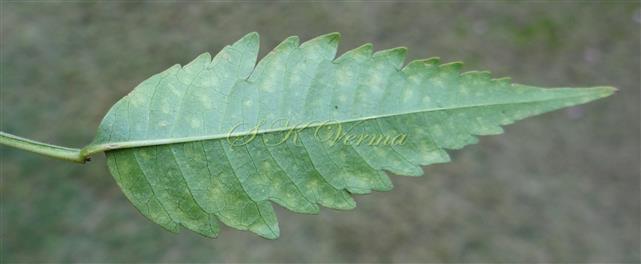  Leaflet (Abaxial view)